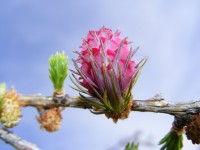 /album/faunes-et-flores-de-montagne1/fleur-de-mel%c3%a8ze-jpg/